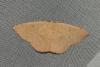 Cyclophora puppillaria